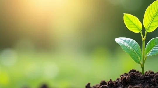 guia-practica-para-reducir-tu-huella-de-carbono-sin-grandes-sacrificios